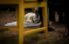 Opera På Vesleøya 260626 Arinakarbovskaya 34